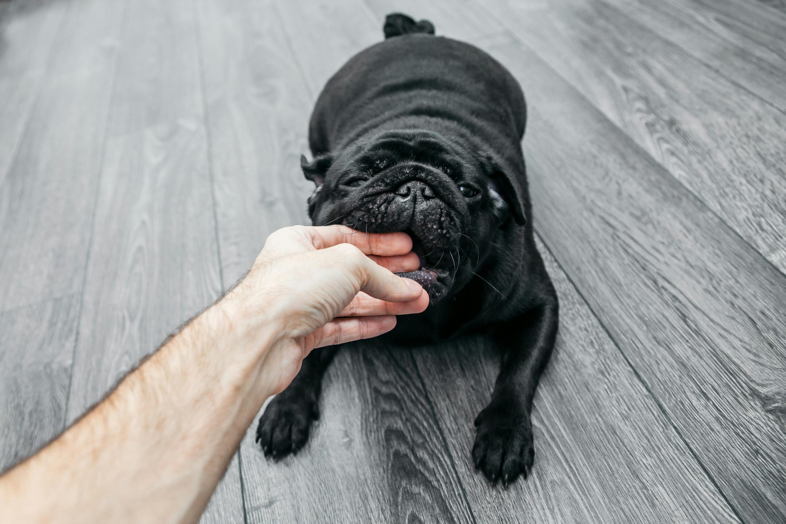 Hand petting black French bulldog on wooden floor